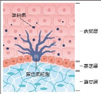 (照片提供／科學人)